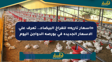 «أسعار نارية» للفراخ البيضاء.. تعرف على الأسعار الجديدة في بورصة الدواجن اليوم